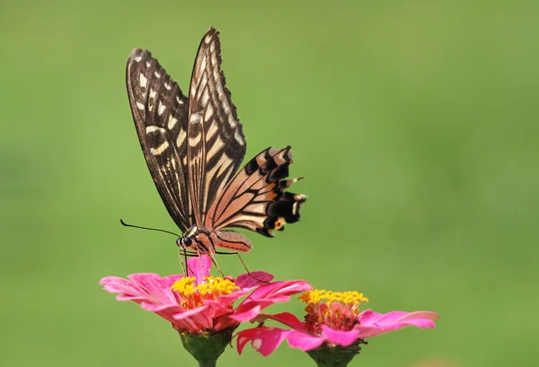 Mariposa. —  Fotos de Stock