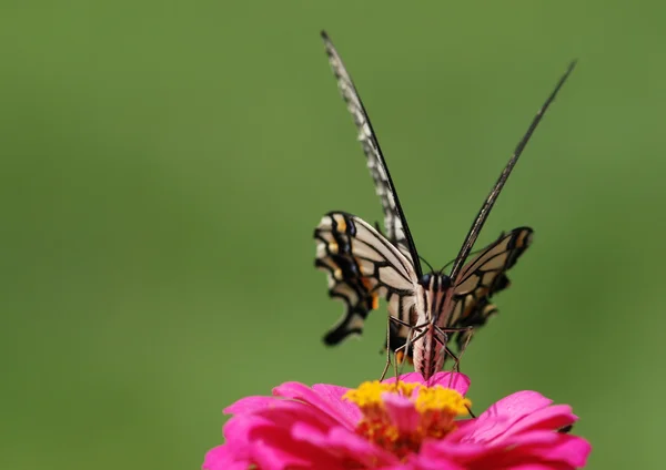 Mariposa. —  Fotos de Stock