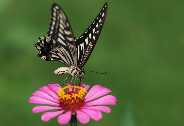 Borboleta — Fotografia de Stock