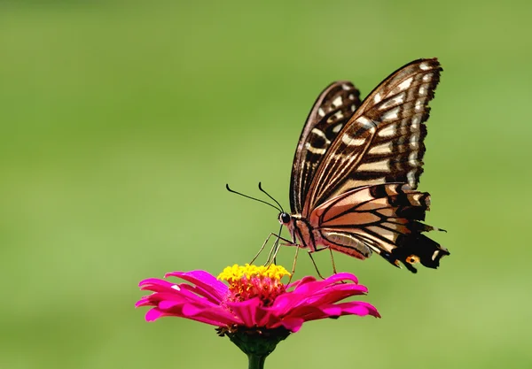 Mariposa. —  Fotos de Stock