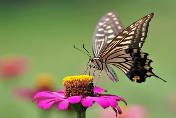 Butterfly — Stock Photo, Image