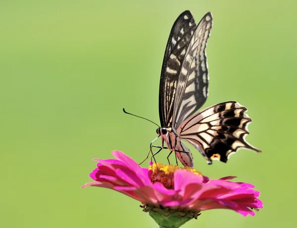 Borboleta — Fotografia de Stock