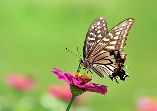 Mariposa. —  Fotos de Stock