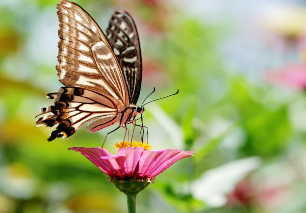 Mariposa. —  Fotos de Stock