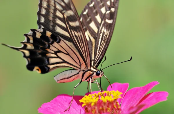 Borboleta — Fotografia de Stock