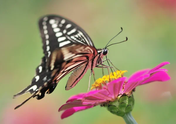 Borboleta — Fotografia de Stock