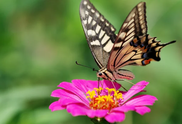 Borboleta — Fotografia de Stock