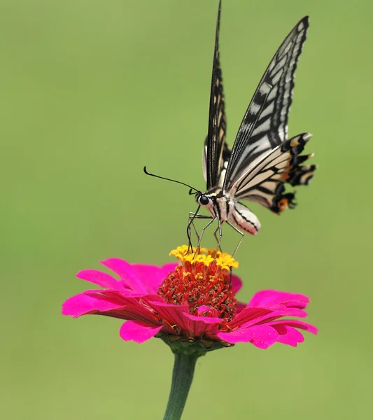 Mariposa. —  Fotos de Stock