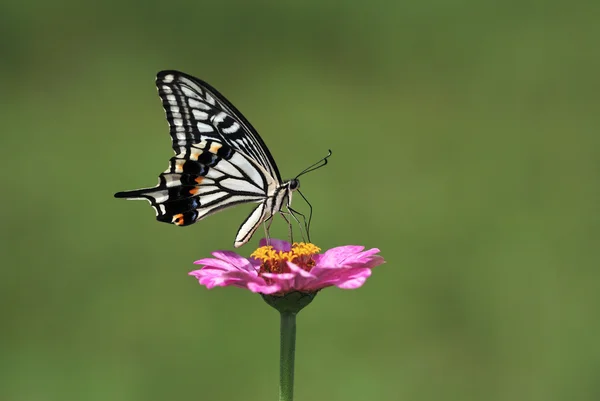 Mariposa. —  Fotos de Stock