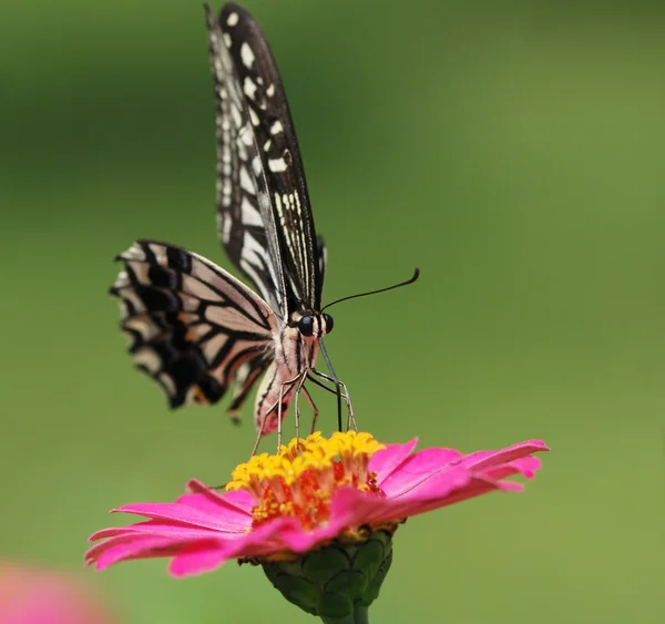 Mariposa. —  Fotos de Stock