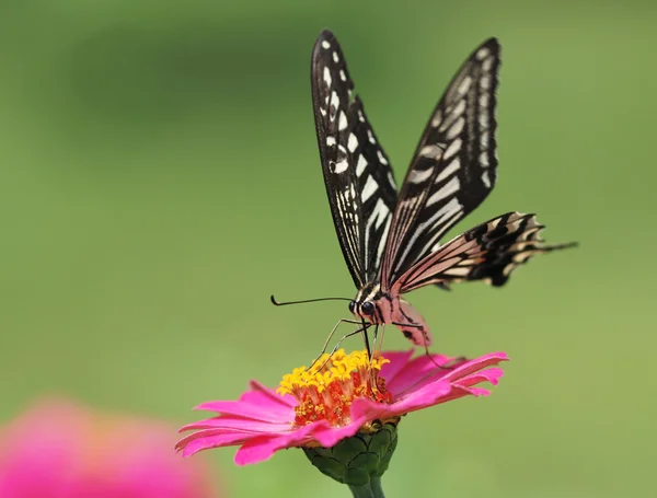 Mariposa. —  Fotos de Stock