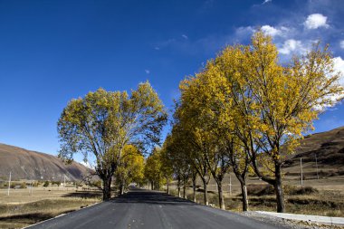 Yayla yolu