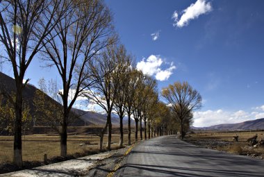 Yayla yolu