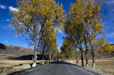 Yayla yolu