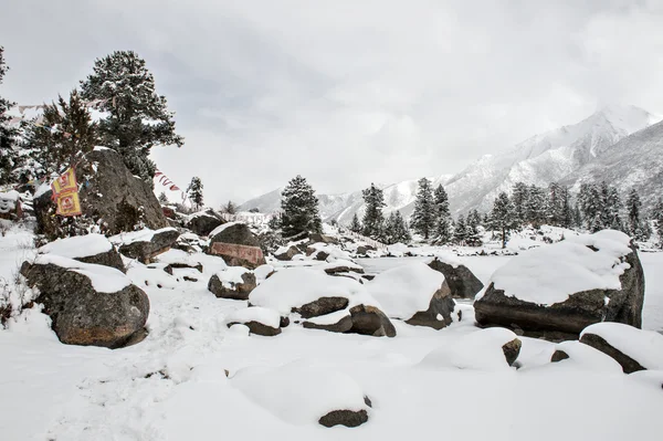 Snow landscape — Stock Photo, Image