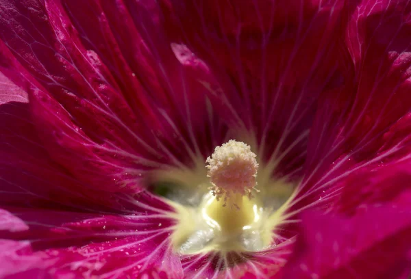 Hollyhock fleur — Photo