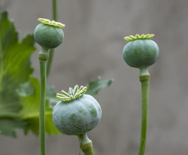 植物 — 图库照片