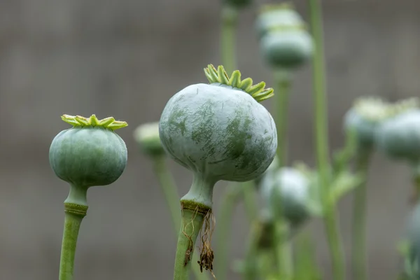 Plant — Stock Photo, Image