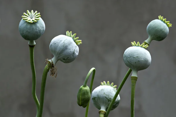 植物 — ストック写真