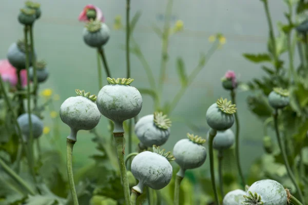 植物 — 图库照片