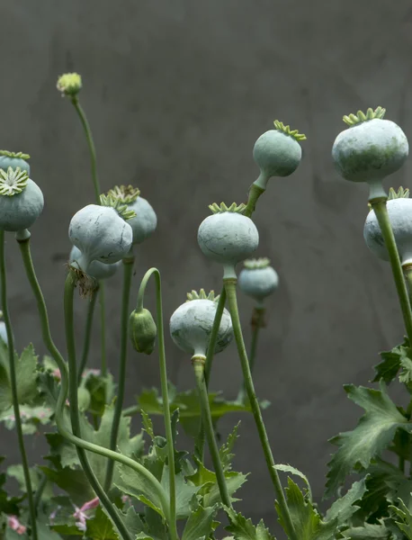 Plant — Stock Photo, Image