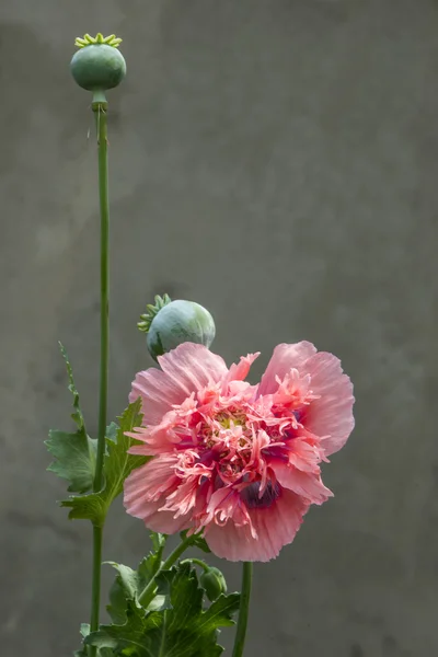 Plant — Stock Photo, Image