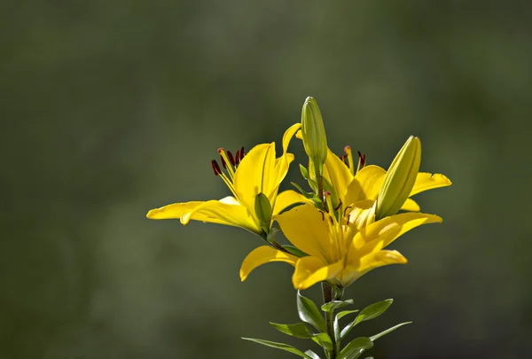 Flores de lirio — Foto de Stock