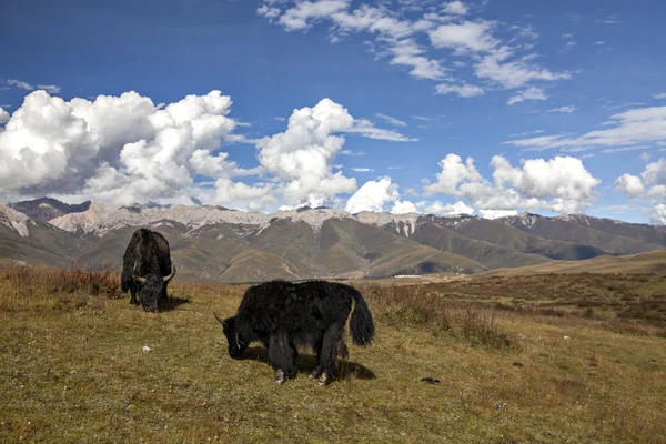 Paisagem montanhosa — Fotografia de Stock