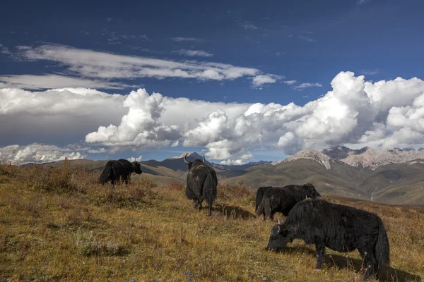 Paisagem montanhosa — Fotografia de Stock