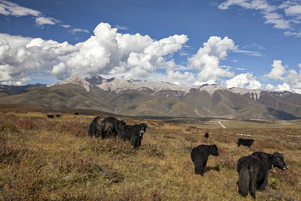 Highland landscape — Stock Photo, Image