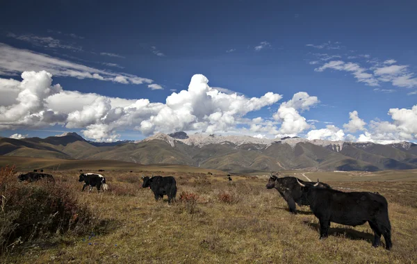 Paesaggio delle Highland — Foto Stock