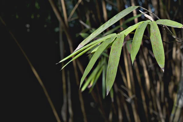 Plant-bamboo — стоковое фото
