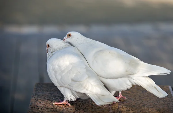 Animais — Fotografia de Stock