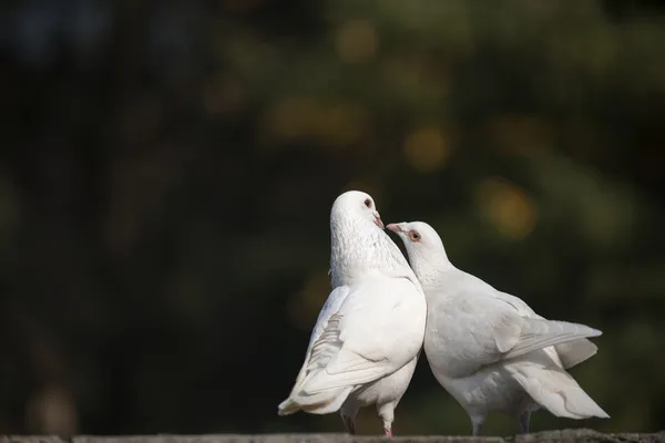 Animali — Foto Stock