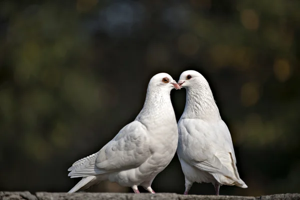 Dierlijk — Stockfoto