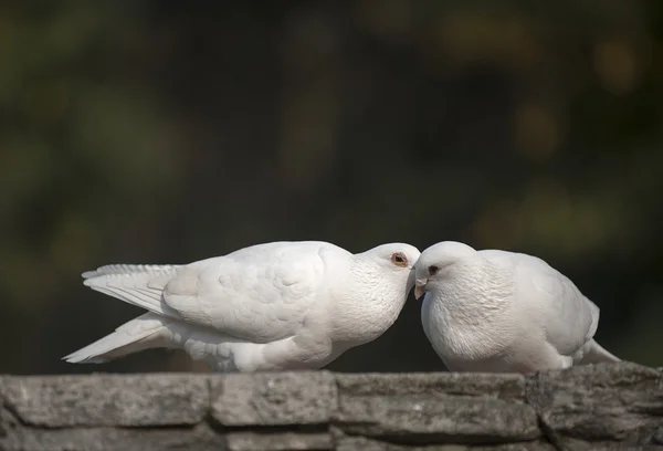 動物 — ストック写真