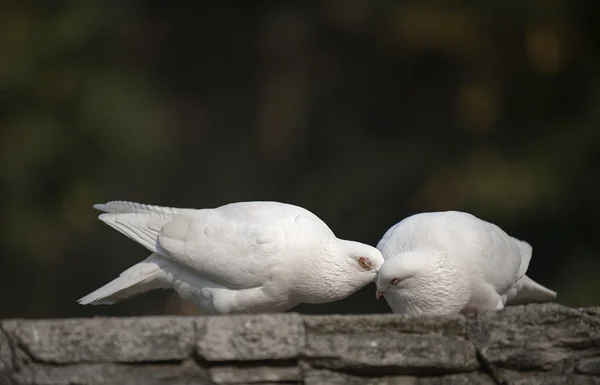 Animal — Stock Photo, Image