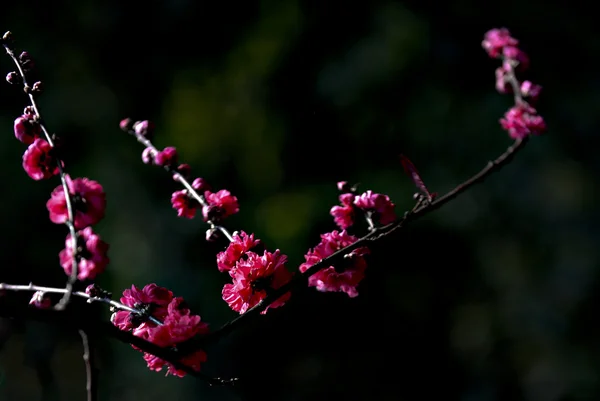 Plant — Stockfoto