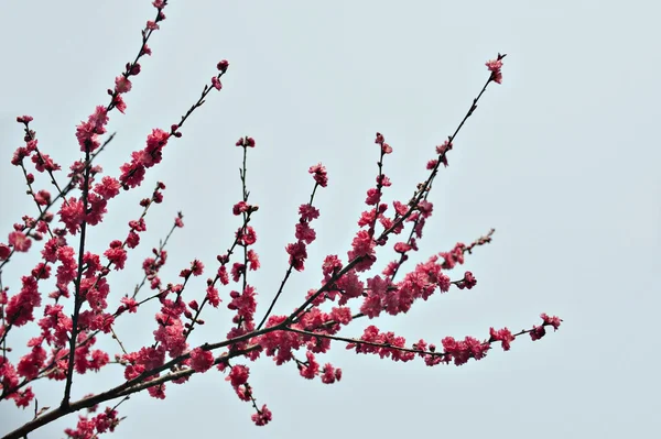 植物 — ストック写真