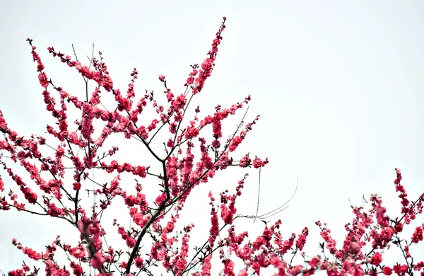 Plant — Stockfoto