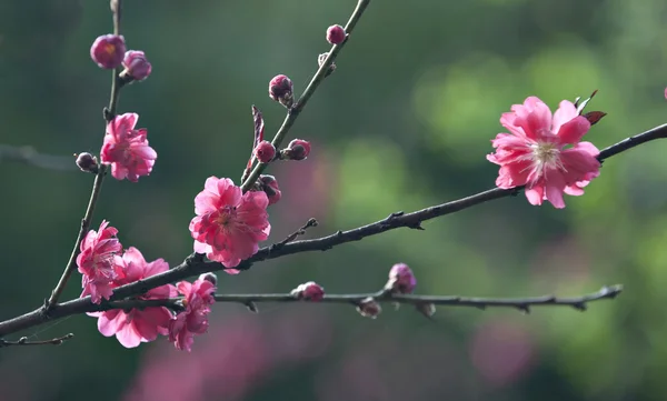 Plant — Stockfoto