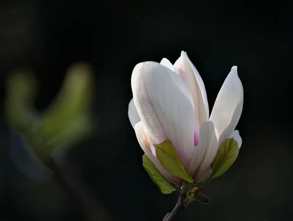 Plant — Stockfoto