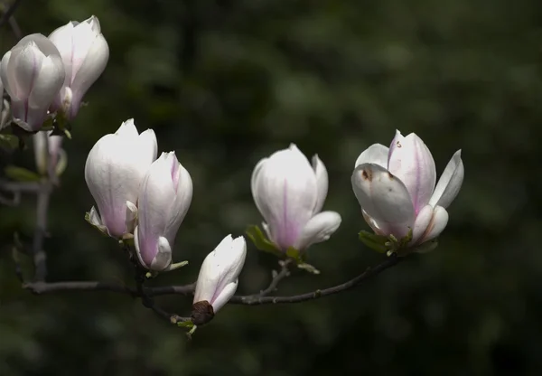 Plant — Stockfoto