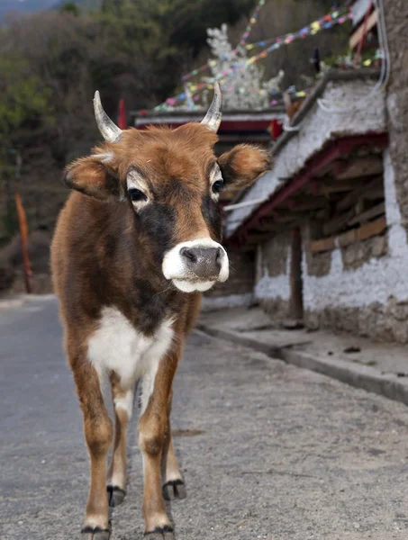 Animales. —  Fotos de Stock