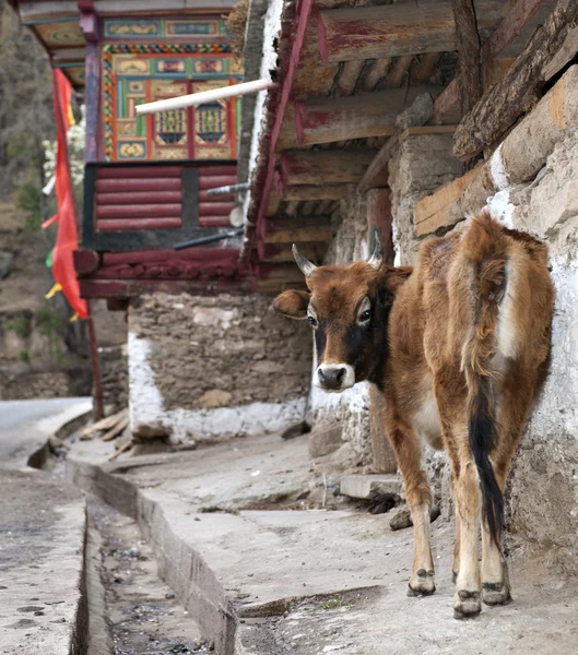 Hayvan. — Stok fotoğraf