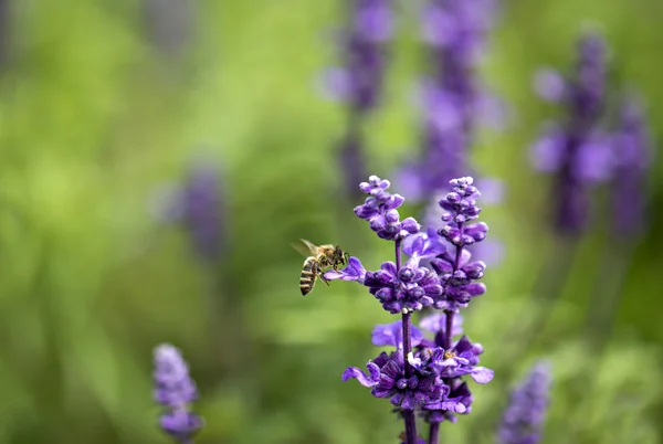 Plant — Stock Photo, Image