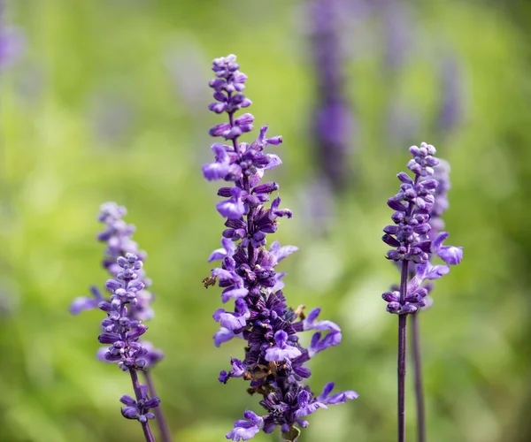 Plant — Stock Photo, Image