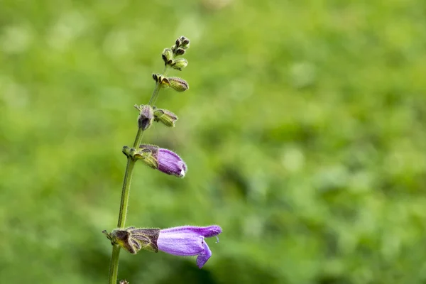 Anlage — Stockfoto