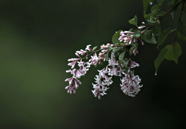 Anläggning — Stockfoto