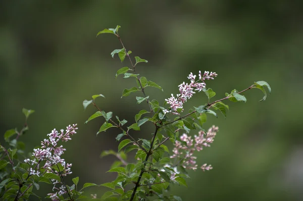 Plant — Stockfoto